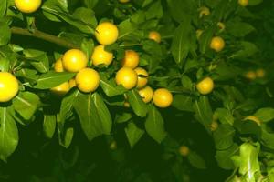 Ripe cherry plum on a branch. yellow plum fruit. Orchard. The maturation of the fruit. Summer fruit photo