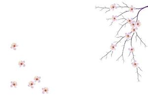 Flowering branch of cherry isolated on a white background. photo