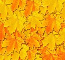 follaje de otoño. otoño de oro. foto