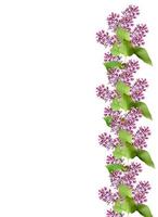 spring flowers  lilac isolated on white background photo