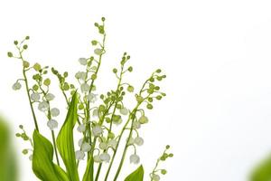 Lily of the valley flower on white background. photo