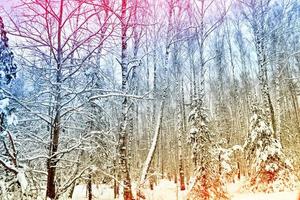 Frozen winter forest with snow covered trees. photo