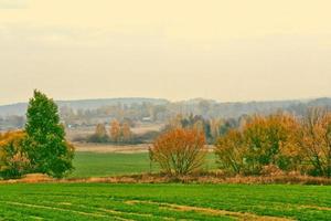 Landscape with the bright green trees and blue sky. photo