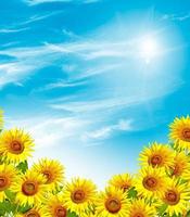 Beautiful sunflower field in summer photo