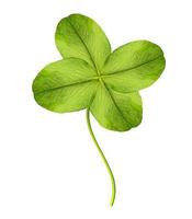 leaf clover on white background photo