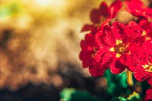 Primrose with red flowers. Inspirational natural floral spring or summer blooming garden or park background photo