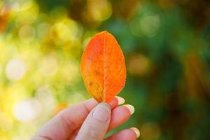 Closeup natural autumn fall view woman hands holding red orange leaf on dark park background. Inspirational nature october or september wallpaper. Change of seasons concept. photo