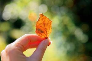 Closeup natural autumn fall view woman hands holding red orange leaf on dark park background. Inspirational nature october or september wallpaper. Change of seasons concept. photo