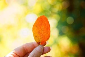 Closeup natural autumn fall view woman hands holding red orange leaf on dark park background. Inspirational nature october or september wallpaper. Change of seasons concept. photo