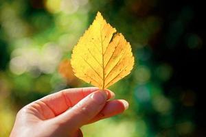 Closeup natural autumn fall view woman hands holding yellow leaf on dark park background. Inspirational nature october or september wallpaper. Change of seasons concept. photo