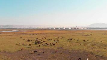 Aerial top panning view wild horse on green field stand calm in city suburbs with copy space background video
