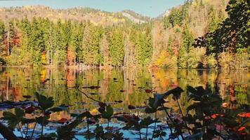 vista ascendente sobre el hermoso lago bateti con un grupo de turistas en la costa y un pintoresco panorama de árboles forestales. destino de viaje de otoño de georgia video