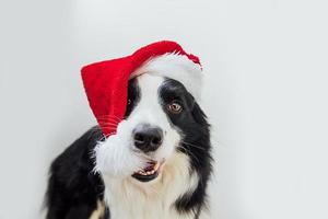 Gracioso retrato de lindo cachorro sonriente border collie vistiendo traje de navidad sombrero rojo de santa claus aislado sobre fondo blanco. preparación para vacaciones feliz feliz navidad concepto foto