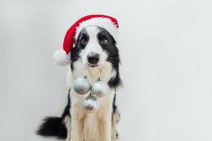 Funny puppy dog border collie wearing Christmas costume red Santa Claus hat holding Christmas ornaments in mouth isolated on white background. Preparation for holiday. Happy Merry Christmas concept. photo