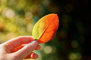 Closeup natural autumn fall view woman hands holding red orange leaf on dark park background. Inspirational nature october or september wallpaper. Change of seasons concept. photo