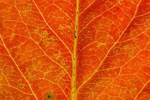 Closeup autumn fall extreme macro texture view of red orange wood sheet tree leaf. Inspirational nature october or september wallpaper background. Change of seasons concept. Close up selective focus photo