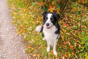 Funny smiling puppy dog border collie sitting on fall colorful foliage background in park outdoor. Dog on walking in autumn day. Hello Autumn cold weather concept. photo