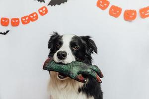 Trick or Treat concept. Funny puppy dog border collie holding scary and spooky zombie hand in mouth on white background with halloween garland decorations. Preparation for Halloween party. photo