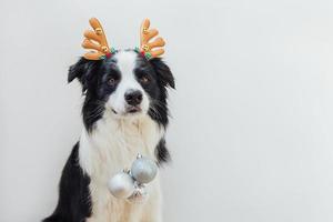 Funny puppy dog border collie wearing Christmas costume deer horns hat holding Christmas ornaments in mouth isolated on white background. Preparation for holiday. Happy Merry Christmas concept. photo