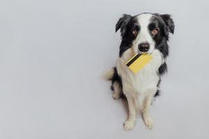 Cute puppy dog border collie holding gold bank credit card in mouth isolated on white background. Little dog with puppy eyes funny face waiting online sale, Shopping investment banking finance concept photo