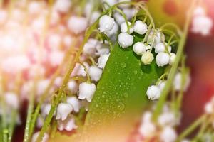 flowers lily of the valley photo