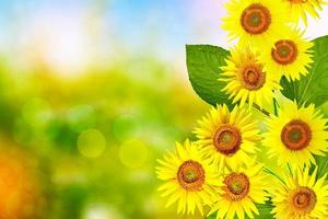 Beautiful sunflower field in summer photo