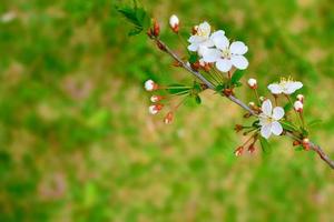 cereza de rama floreciente. flores de primavera de colores brillantes foto