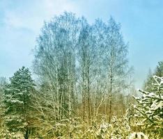 bosque de invierno congelado con árboles cubiertos de nieve. foto