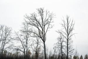 Frozen winter forest with snow covered trees. photo