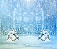 Frozen winter forest with snow covered trees. photo