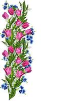 spring flowers tulips isolated on white background photo