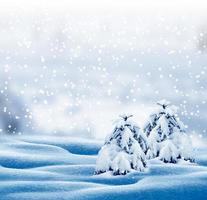 forest in the frost. Winter landscape. Snow covered trees. photo