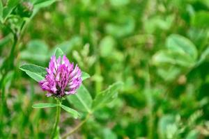 Green clover leaves on a background summer landscape photo