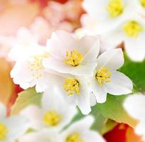 paisaje primaveral con delicadas flores de jazmín. Flores blancas foto