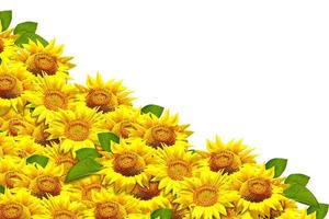 beautiful sunflower isolated photo