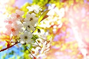 Spring landscape. Flowering branch of cherry photo