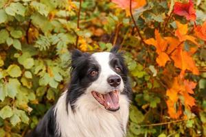Funny smiling puppy dog border collie sitting on fall colorful foliage background in park outdoor. Dog on walking in autumn day. Hello Autumn cold weather concept. photo