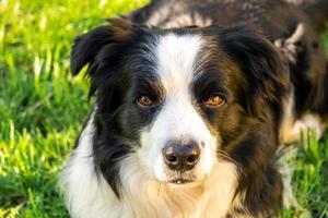 Pet activity. Cute puppy dog border collie lying down on grass outdoor. Pet dog with funny face resting playing outdoors. Walking in park with dog concept. photo