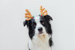 Funny portrait of cute puppy dog border collie wearing Christmas costume deer horns hat isolated on white background. Preparation for holiday. Happy Merry Christmas concept. photo