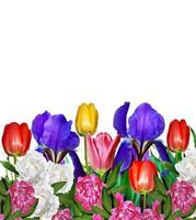 pink yellow tulips and blue irises photo