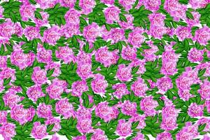 Colorful bright flowers peonies isolated on white background. photo