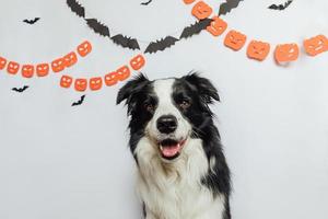 Trick or Treat concept. Funny puppy dog border collie on white background with halloween garland decorations. Preparation for Halloween party. photo