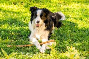 actividad de mascotas. Lindo cachorro border collie acostado sobre la hierba masticando un palo. perro mascota con cara graciosa en el soleado día de verano al aire libre. cuidado de mascotas y concepto de vida de animales divertidos. foto