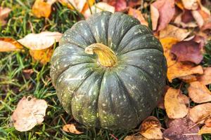 Autumnal Background. Autumn fall pumpkin on dried fall leaves garden background outdoor. October september wallpaper Change of seasons ripe organic food concept Halloween party Thanksgiving day. photo