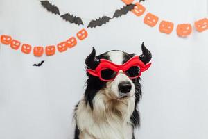concepto de truco o trato. Gracioso cachorro border collie vestido con traje de anteojos de diablo satanás tonto de halloween sobre fondo blanco con decoraciones de guirnaldas de halloween. preparación para la fiesta de halloween. foto