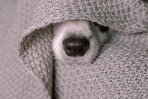 Funny puppy dog border collie lying on couch under warm knitted scarf indoors. Dog nose sticks out from under plaid close up. Winter or autumn fall dog portrait. Hygge mood cold weather concept. photo