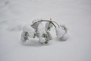 Frozen winter forest with snow covered trees. photo