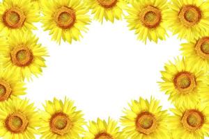 Bright colorful sunflower flower isolated on white background. photo
