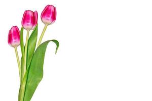 spring flowers tulips photo