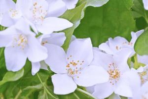 White jasmine The branch delicate spring flowers photo